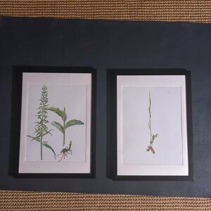 Original Antique Orchid Lithographs